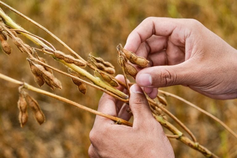 Safras ajusta em 0,3% estimativa de colheita de soja do Brasil com melhora no Mato Grosso