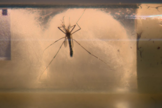 Com mais uma morte registrada em São José dos Campos, região chega a 147 óbitos por dengue; veja balanço